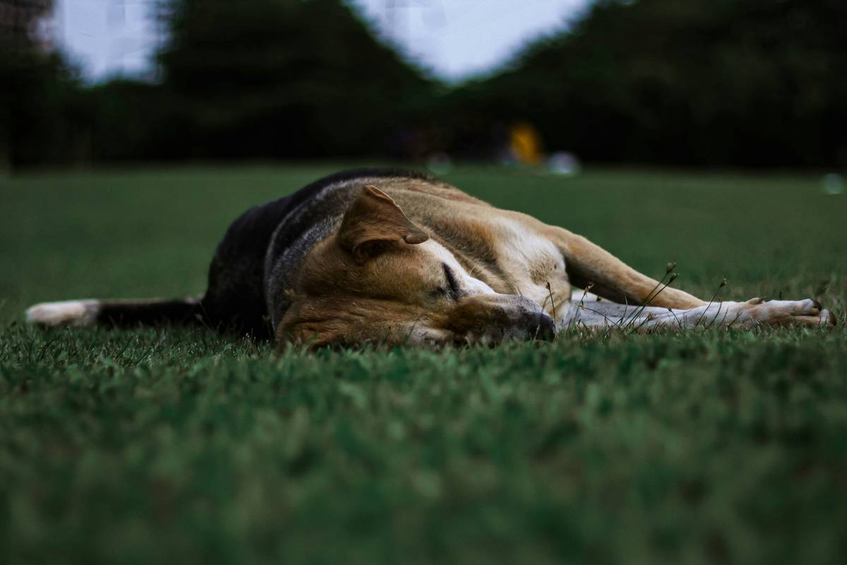 The Ultimate Guide to Crafting the Perfect Post-Hunt Dog Recovery Meal