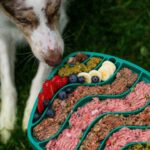 The Ultimate Recovery Dog Meal for Hunting Dogs: Boost Stamina, Healing, and Performance