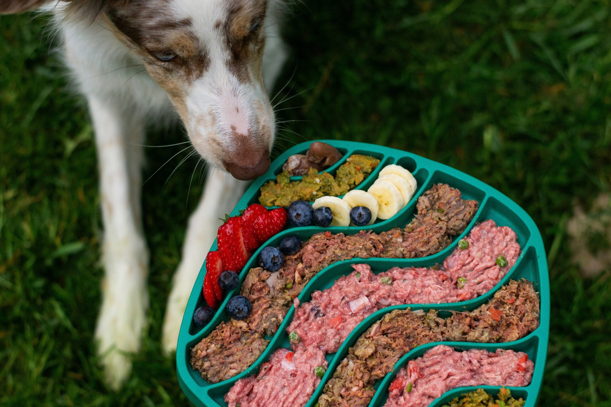 The Ultimate Recovery Dog Meal for Hunting Dogs: Boost Stamina, Healing, and Performance