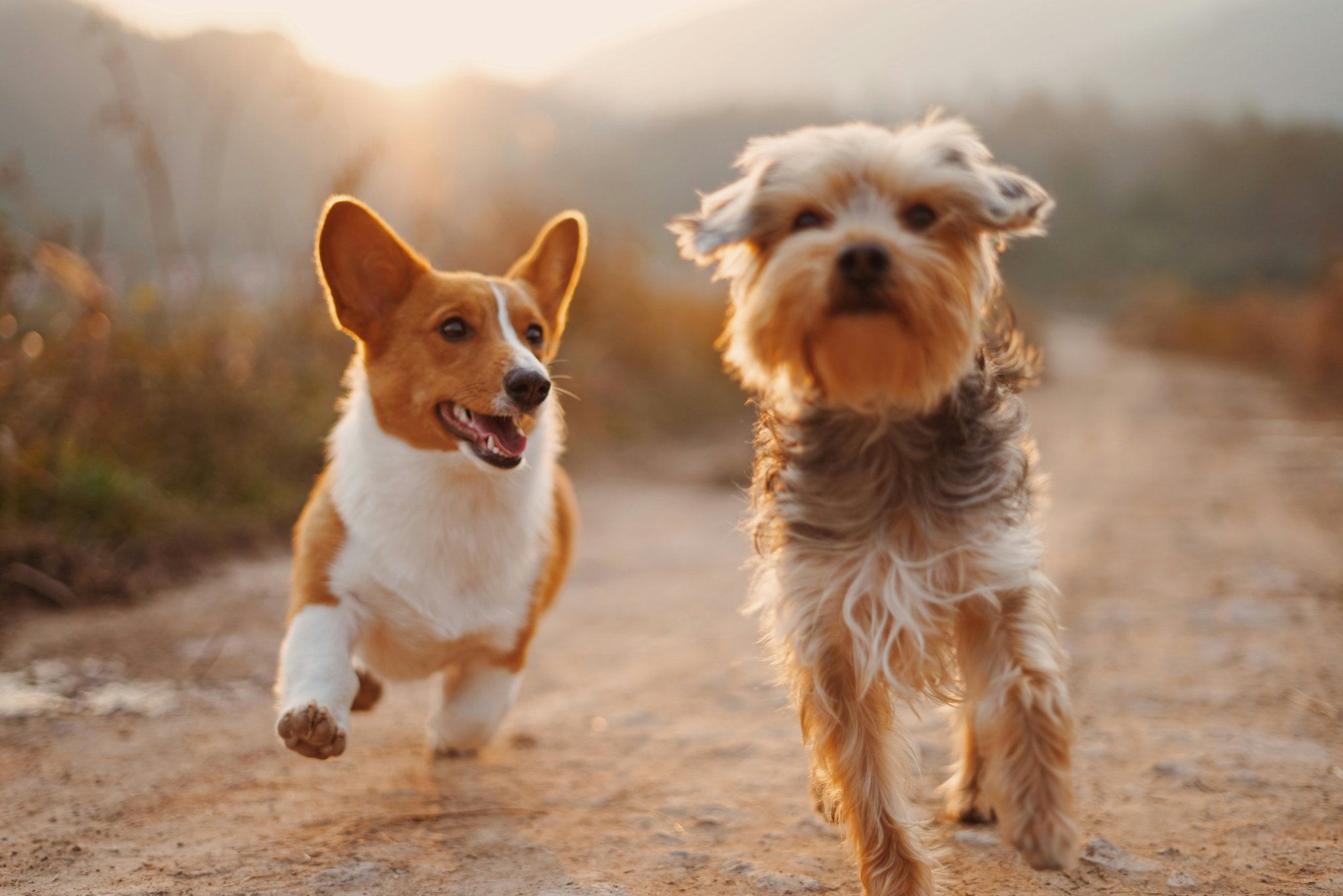 Why Salmon Dog Food Flavor is the Secret Sauce for Your Hunting Dog's Energy