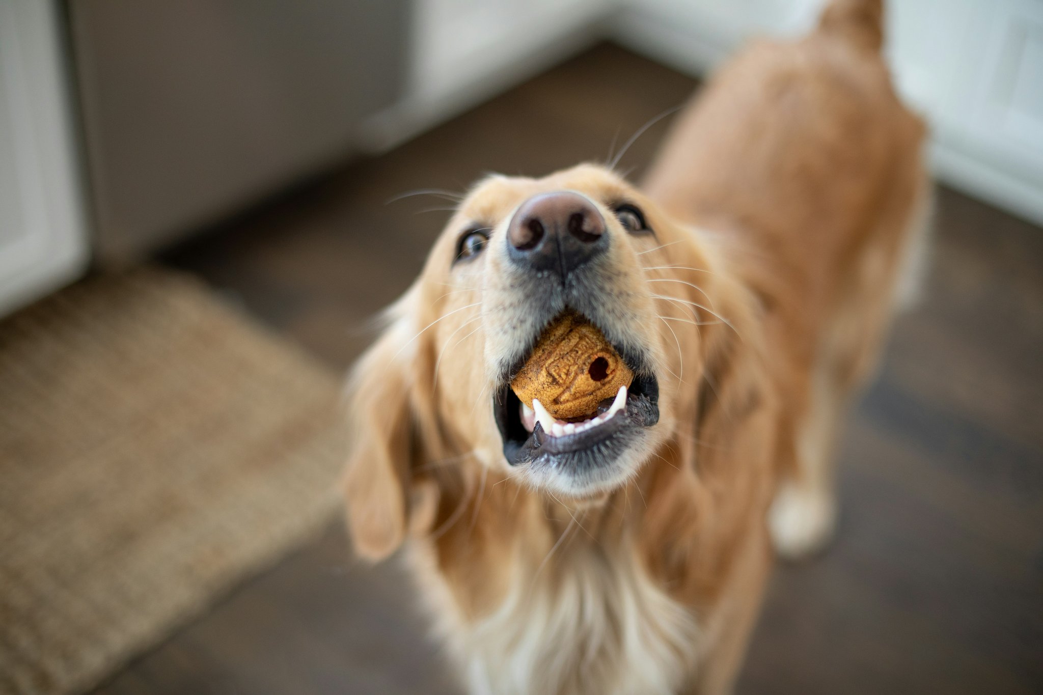 Why Your Hunting Dog Needs Duck Flavor Hunting Dog Food (And How to Choose the Right One)