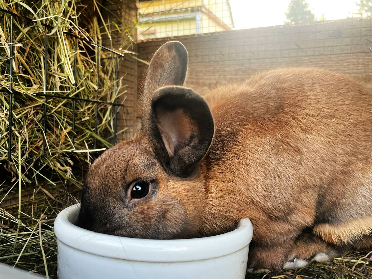 A bowl filled with lamb-flavored kibble next to a water dish
