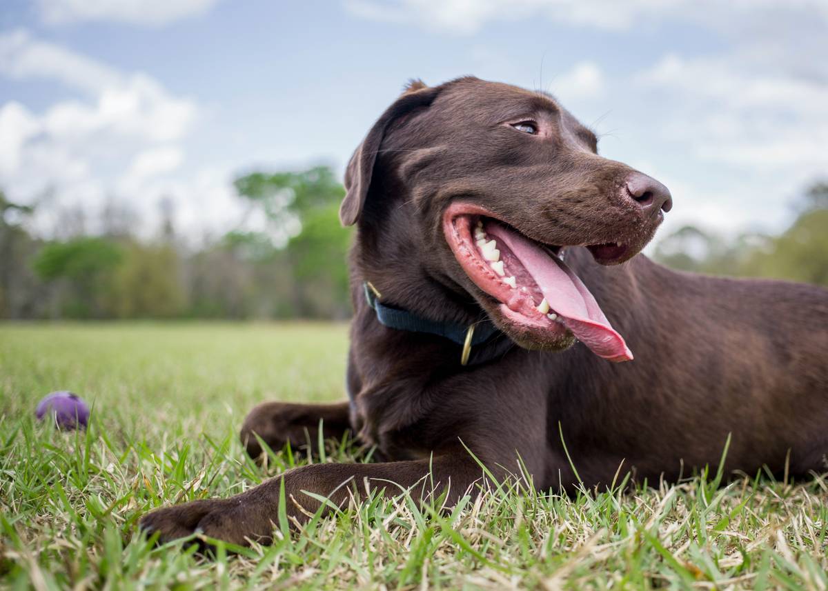 A bowl filled with specially formulated dry dog food designed for hunting dogs