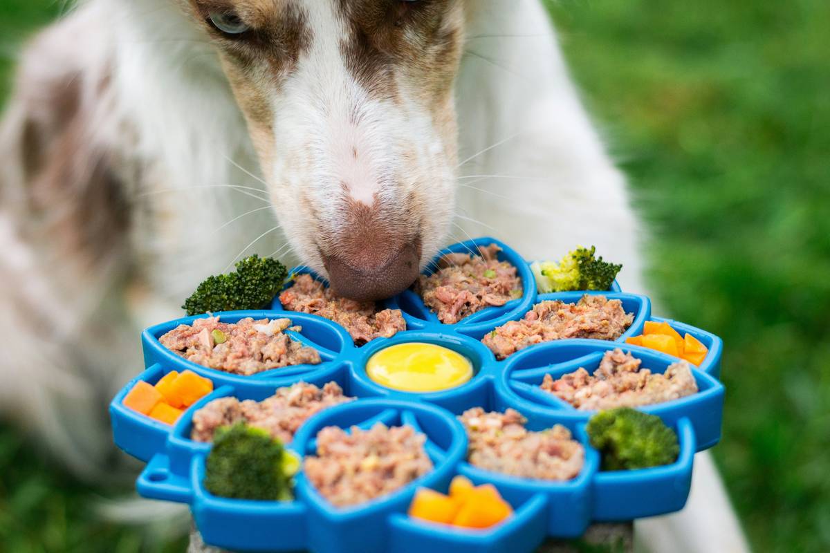 A bowl of specialized food prepared for a hunting dog