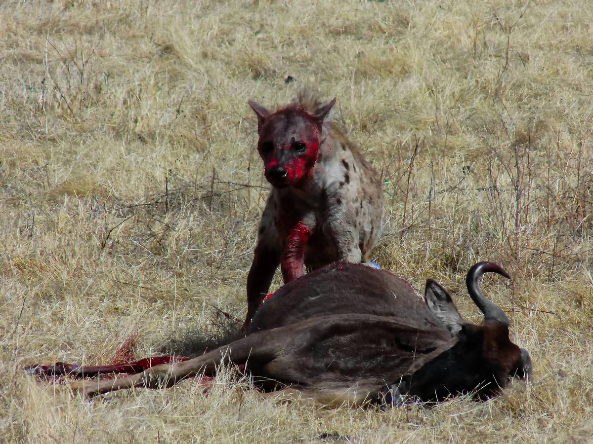 A German Shorthaired Pointer named Max posing proudly post-hunt