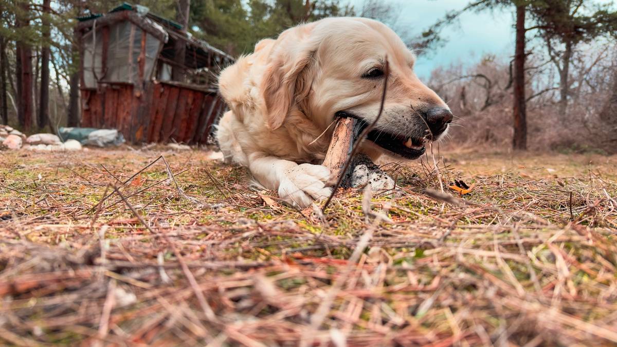 A happy hunting dog standing tall in a grassy field
