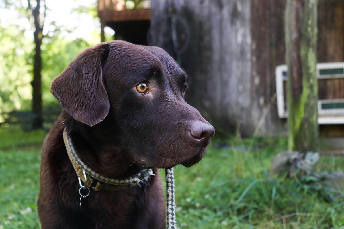 A tired hunting dog lying on grass after physical activity