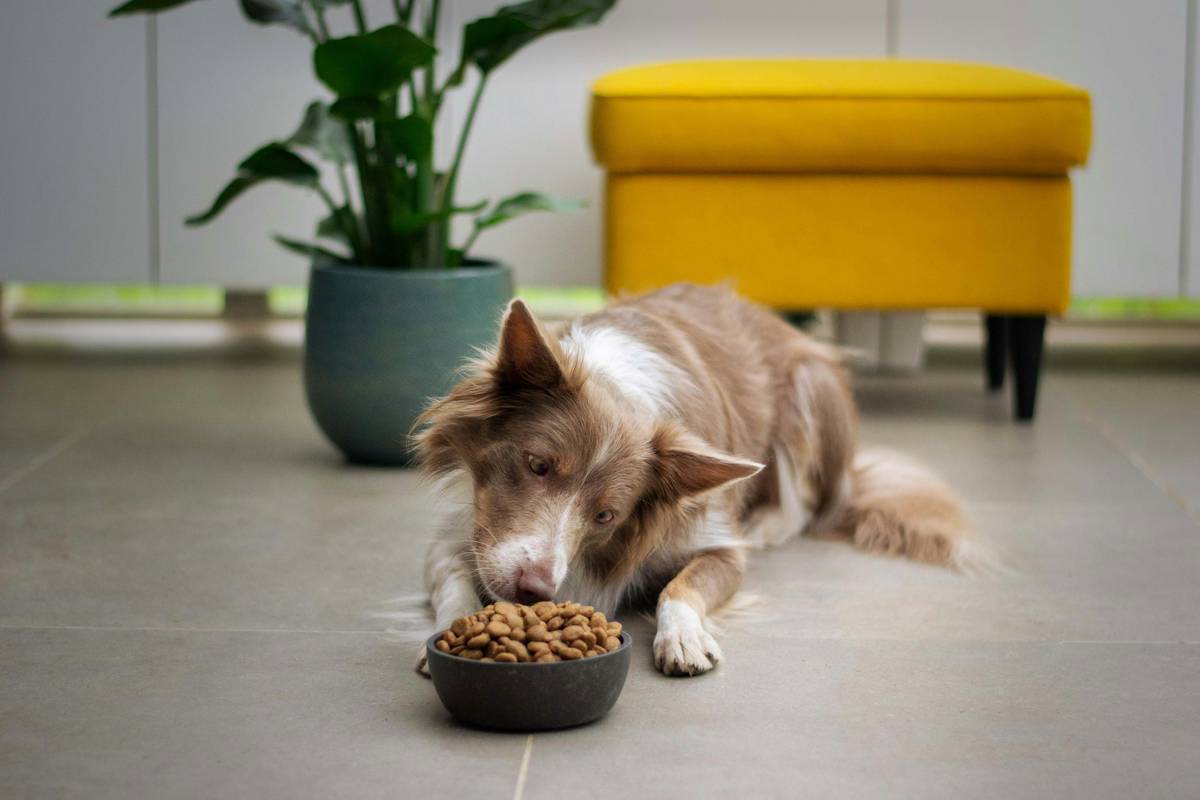 A tired hunting dog resting near its owner with a bowl of specialized food nearby.