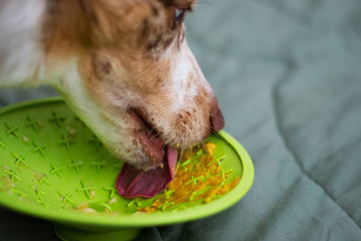 Before-and-after photos of Max the Pointer, showcasing healthier fur and physique