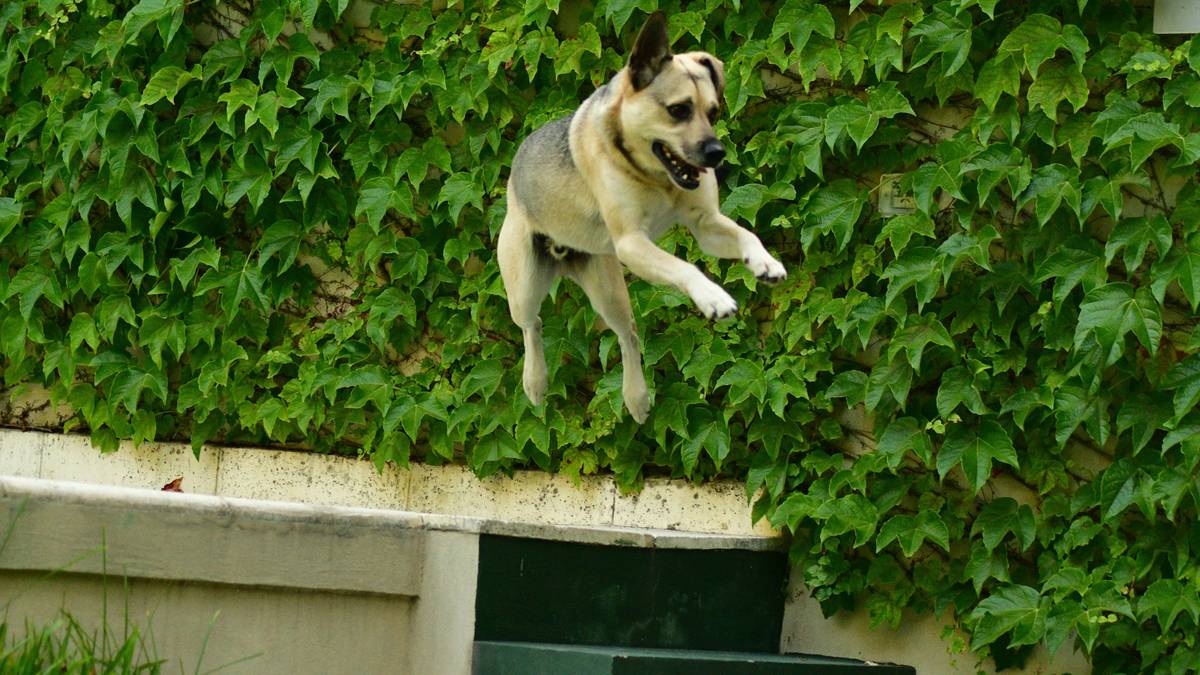 Close-up of fresh chicken breast, sweet potatoes, and spinach on a wooden cutting board