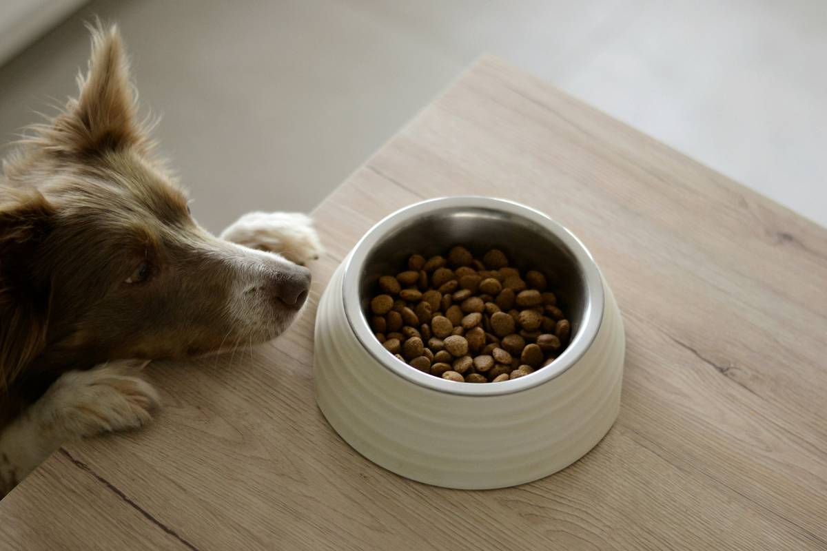 A bag of rabbit taste dog food with fresh ingredients displayed beside it.