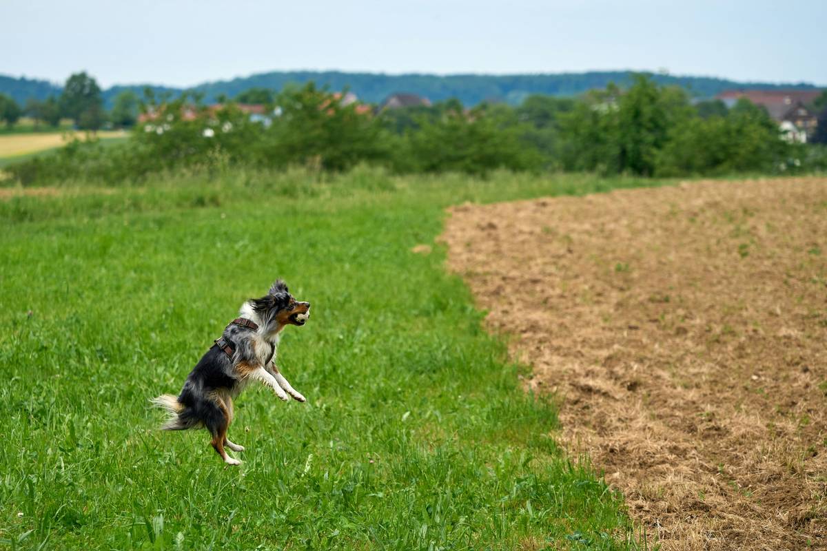 Happy hunting dog playing fetch outdoors