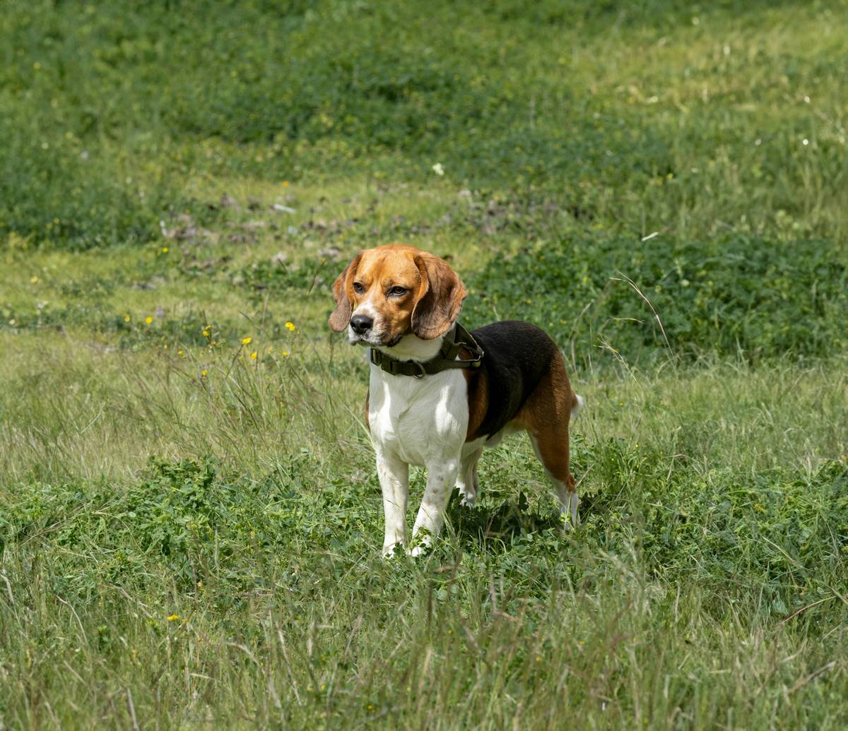 Hunting dog running across an open field
