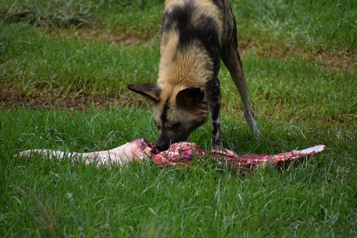 Image showing a bowl of generic dog food grains