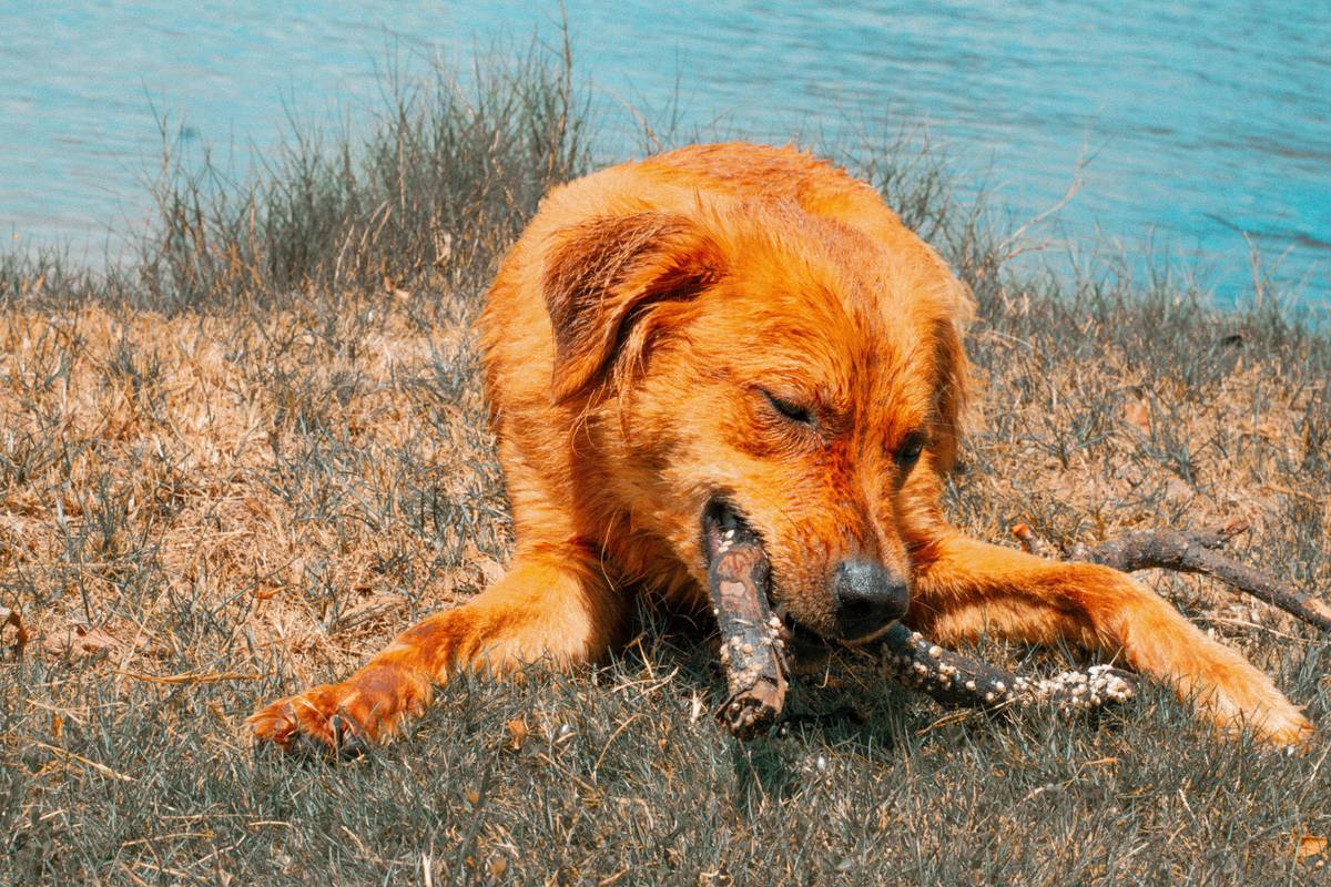 Infographic showing macronutrient breakdown for high-energy dog diets