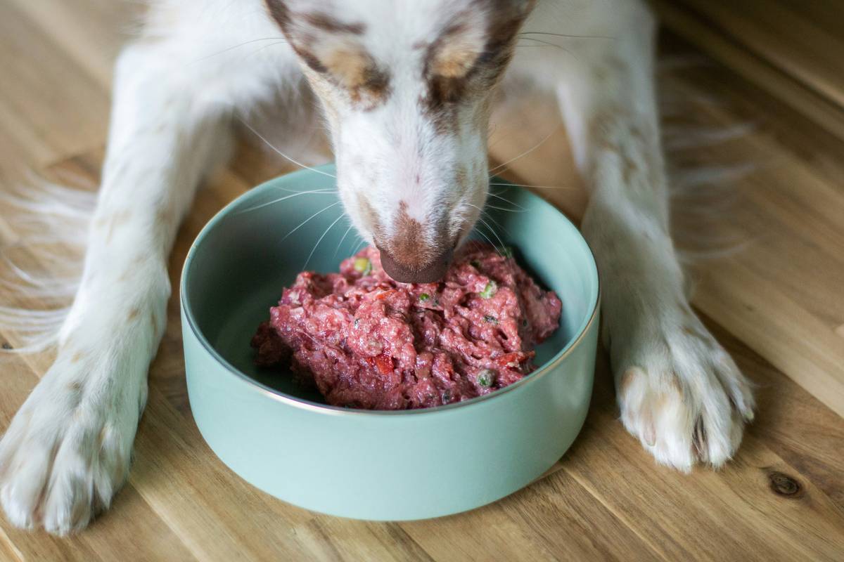 Ingredients for a homemade hunting dog healing meal laid out on a counter