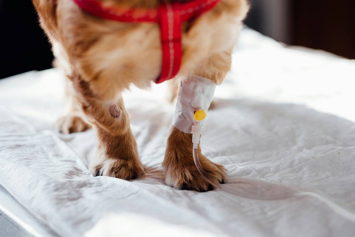 Injured dog on bed receiving care