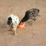 Poultry Flavor Dog Food: The Secret to Fueling Your Hunting Dog’s Energy