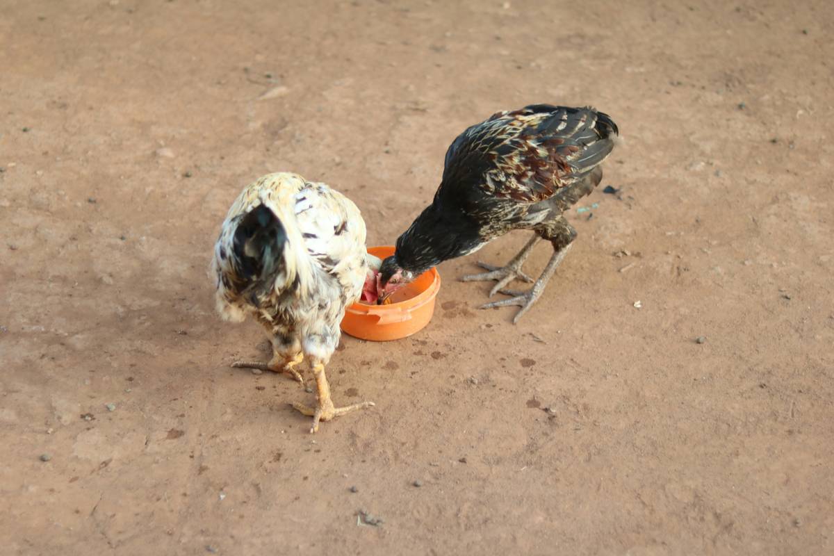 Poultry Flavor Dog Food: The Secret to Fueling Your Hunting Dog’s Energy