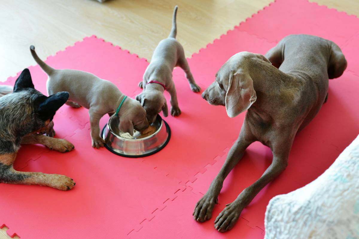 Specialized bowl of food prepared for a hunting dog