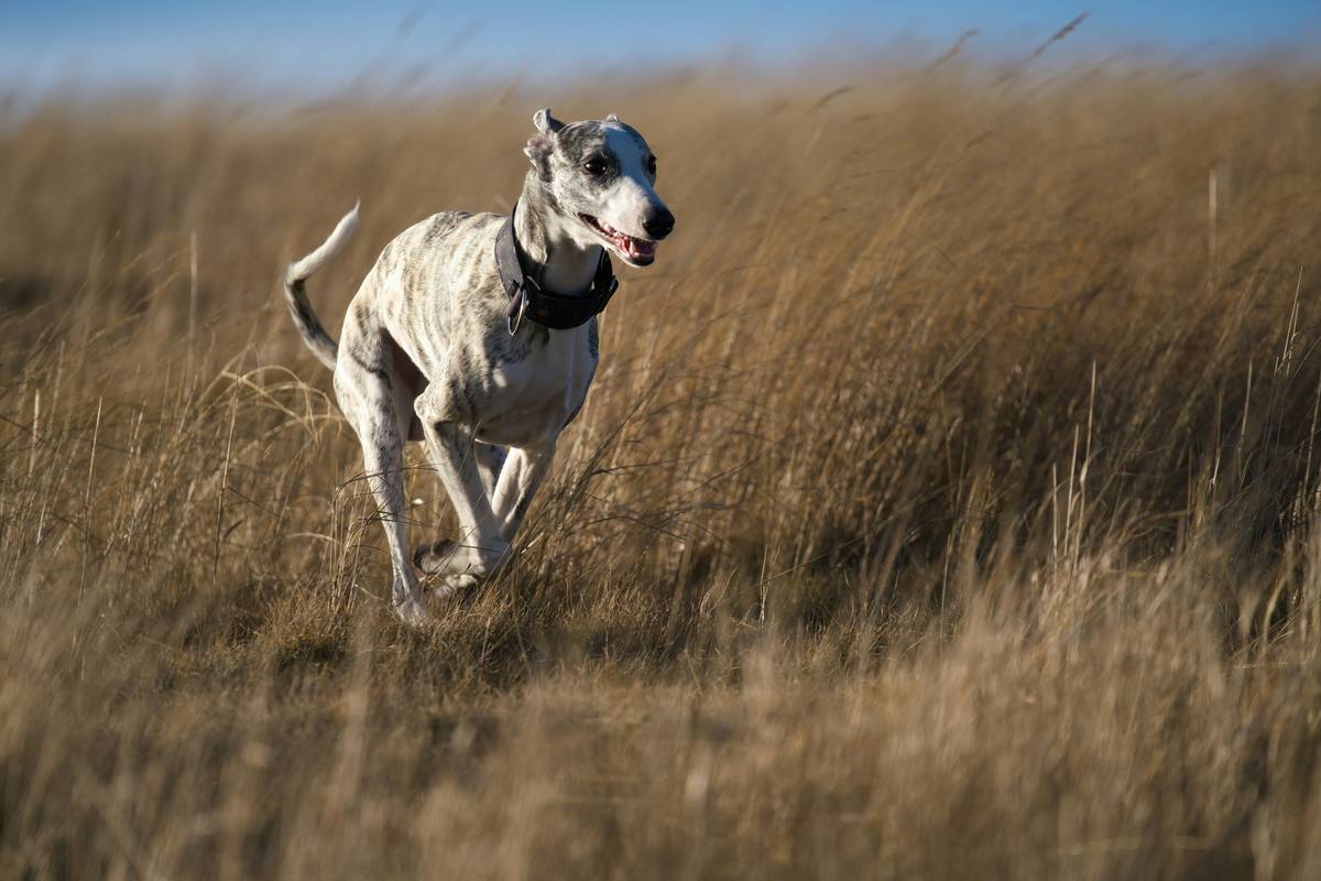 The Ultimate Guide to Dog Endurance Food Blend: Fueling Your Hunting Dog’s Performance
