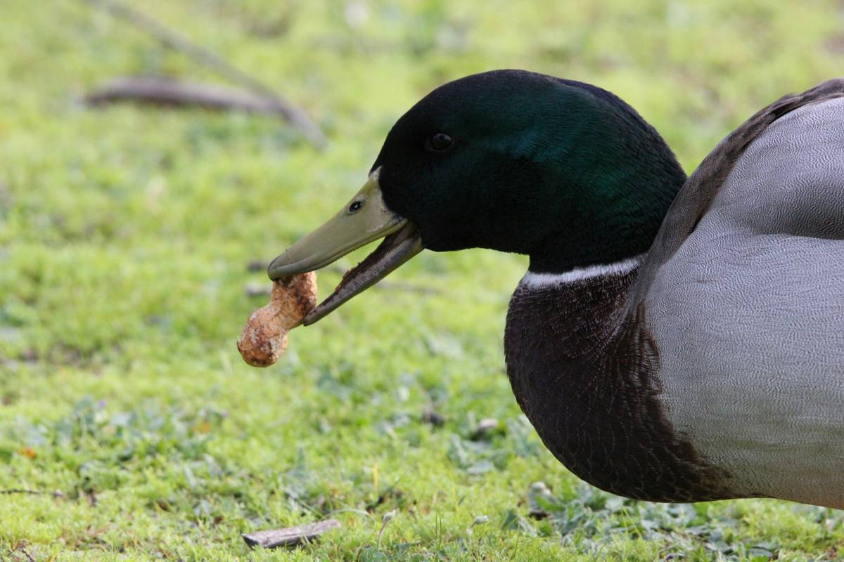 Why Duck Dog Food Taste Matters for Hunting Dogs: The Ultimate Guide