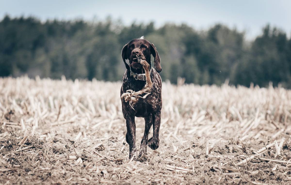 Why Your Hunting Dog Needs a Dog Recovery Supplement (& How to Choose the Right One)