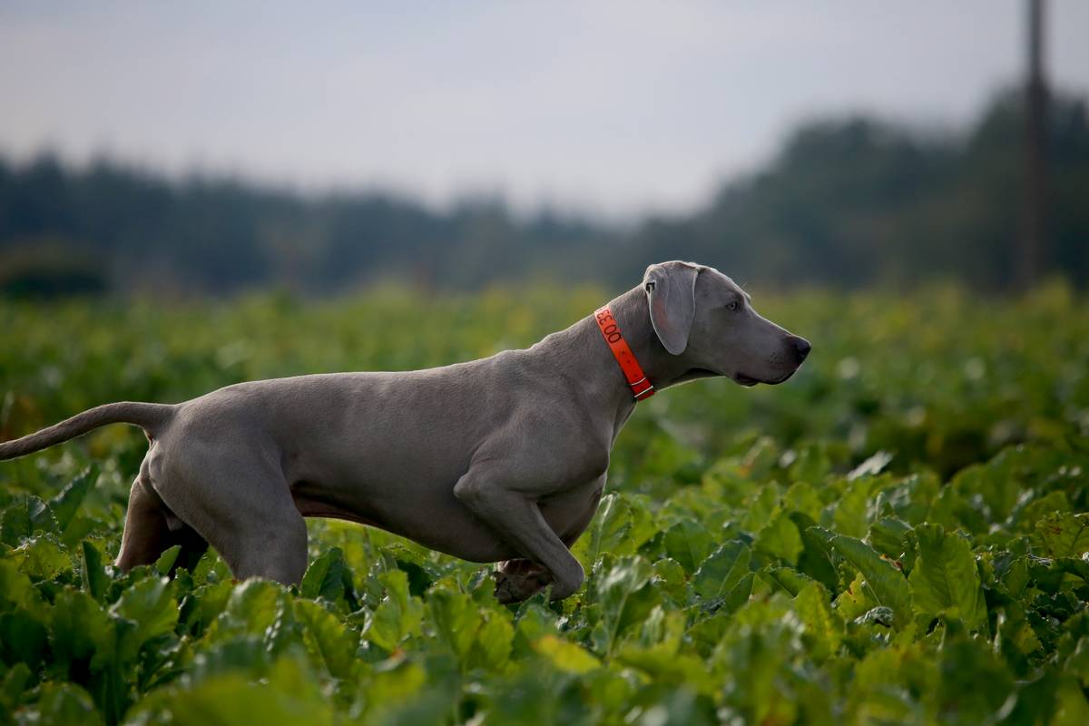 Why Your Hunting Dog Needs Energy Kibble: A Game-Changing Guide