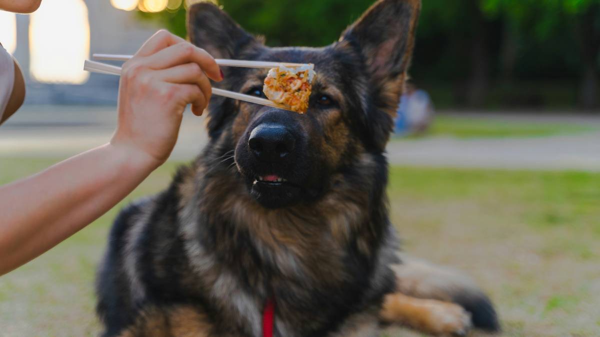 A bowl filled with high-quality dog food labeled 'performance formula'
