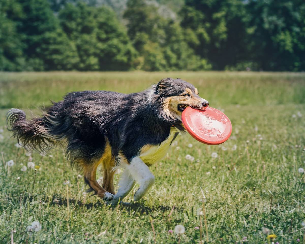 A golden retriever happily eating from its food dish outdoors