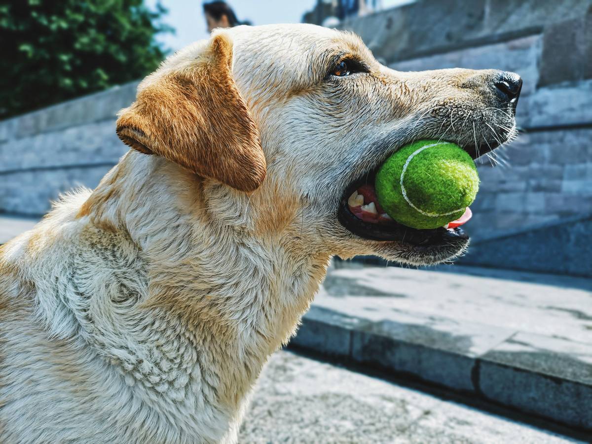 A hunting dog sprinting across an open field