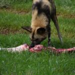 Dog Endurance Meal Plan: Fuel Your Hunting Dog for Peak Performance