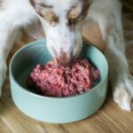 How to Choose the Best High Stamina Dog Food for Your Hunting Companion