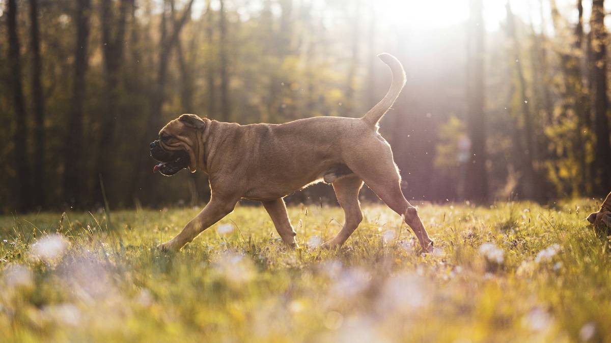 Hunting dog running through field