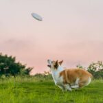 The Ultimate Dog Energy Nutrition Plan for Hunting Dogs: Fuel Your Pup's Performance