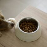 The Ultimate Guide to Post-Hunt Dog Healing Food: Nourish Your Hunting Companion