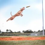 Unlock the Secrets of Hunting Dog Power Nutrition: Fuel Your Furry Athlete!