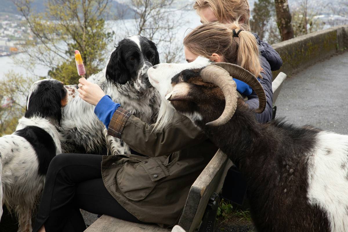 Why Fish Dog Food Flavor is a Game-Changer for Your Hunting Dog